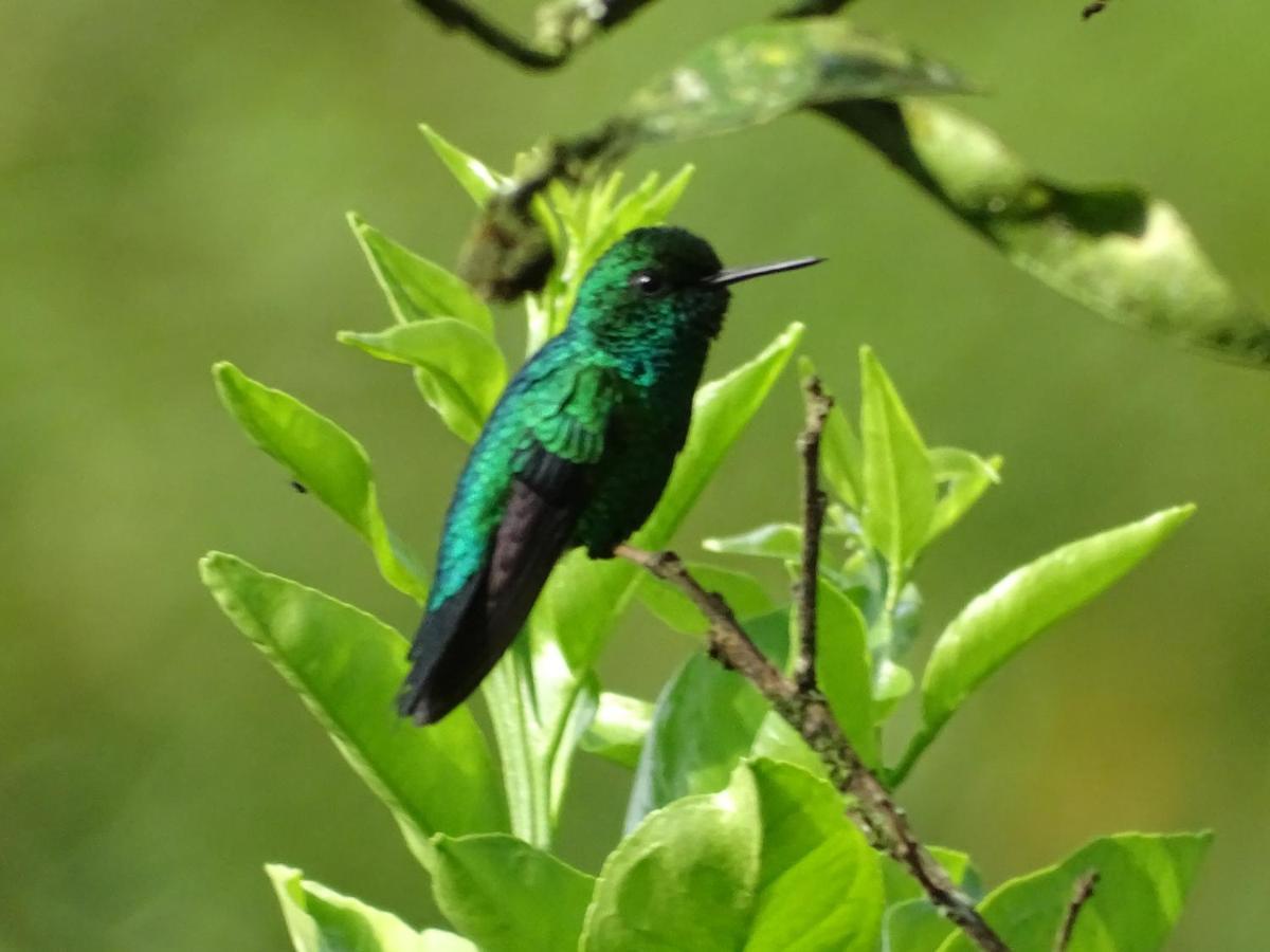 Vila Hacienda Guayabal Chinchiná Exteriér fotografie